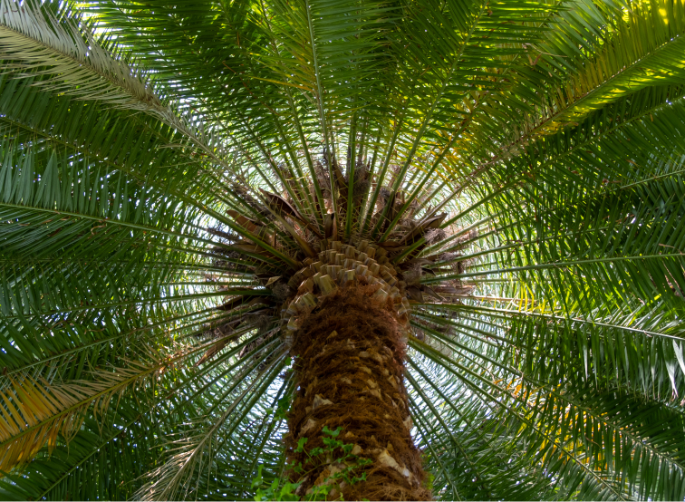 Palm